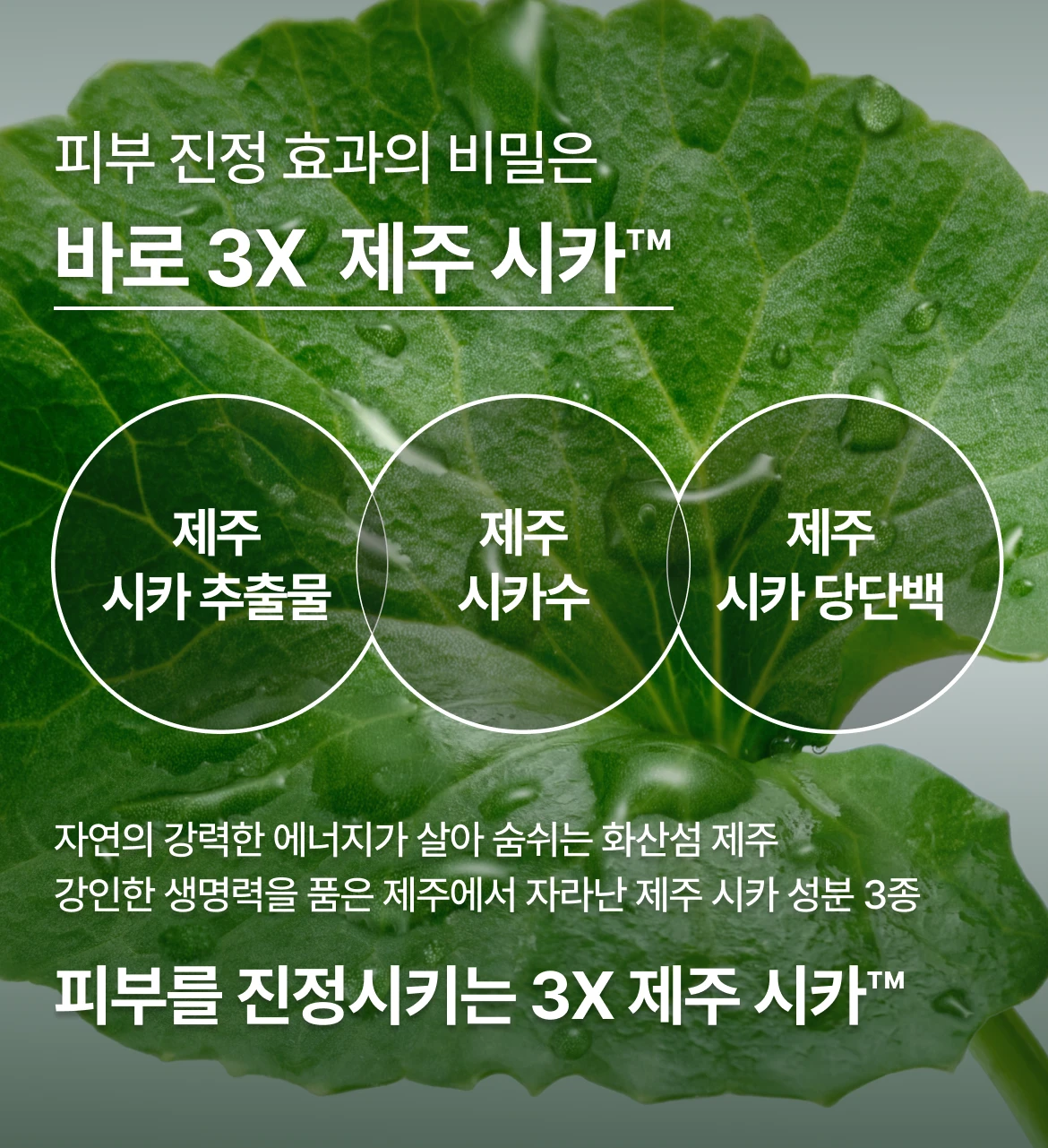 바로 3x 제주 시카